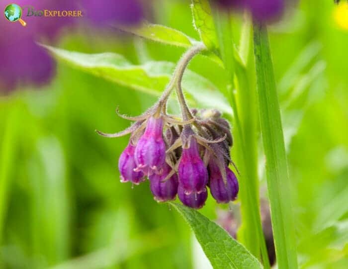 Comfrey Flower