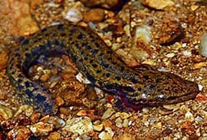 common mudpuppy