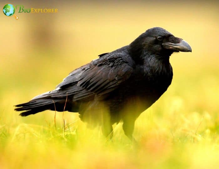 Common Raven