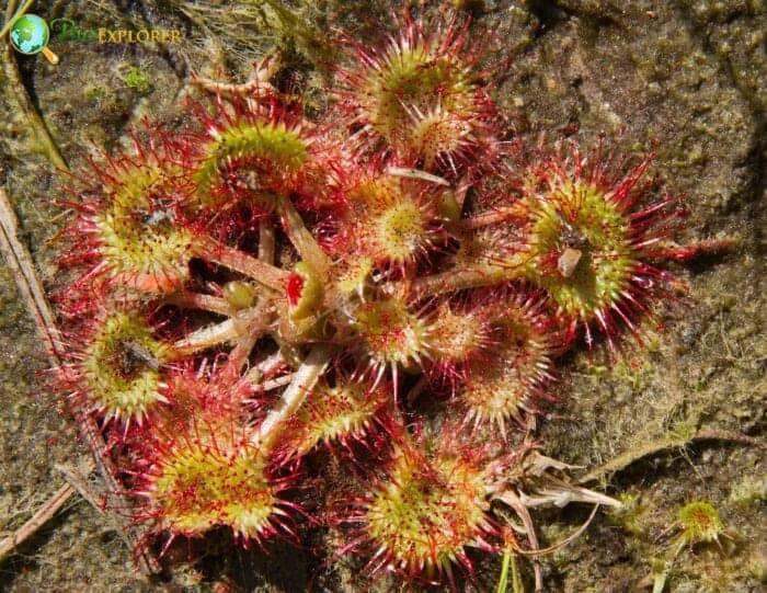 Common Sundew Flowers