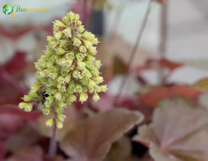 Coral Bells Flowers