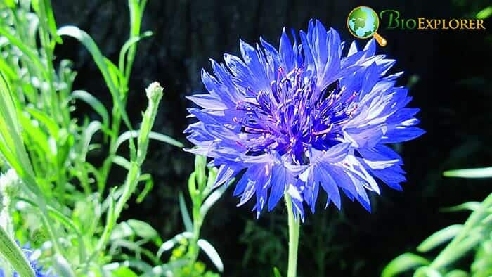 Cornflower