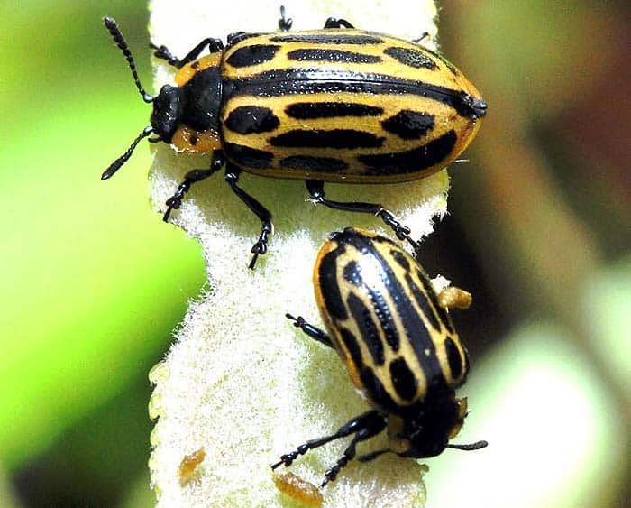 Cottonwood Leaf Beetles Eating Plants