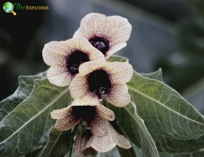 Cream Hogbean Flowers