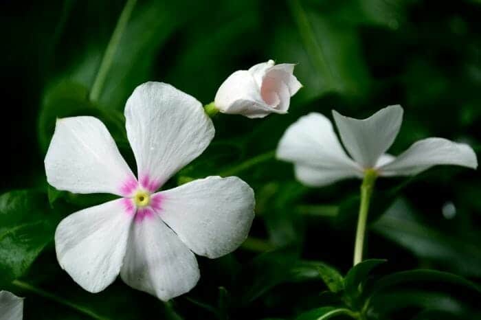 Creeping Myrtle