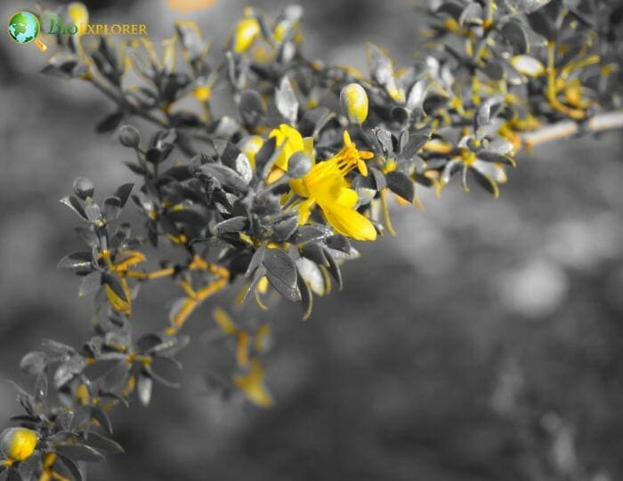 Creosote Bush Flower