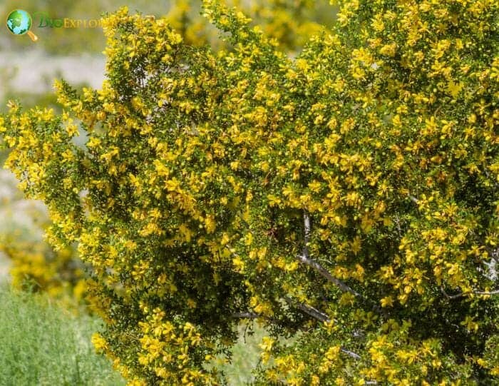 Creosote Bush Flowers