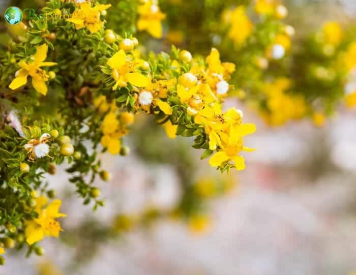 Creosote Bush