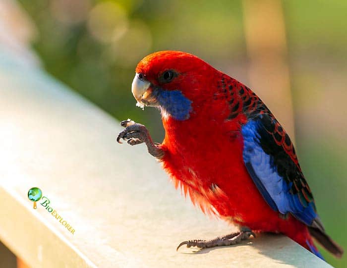 Crimson Rosella