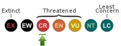 IUCN Status: Critically-Endangered