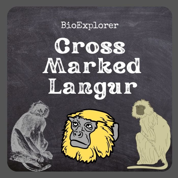 Cross Marked Langur