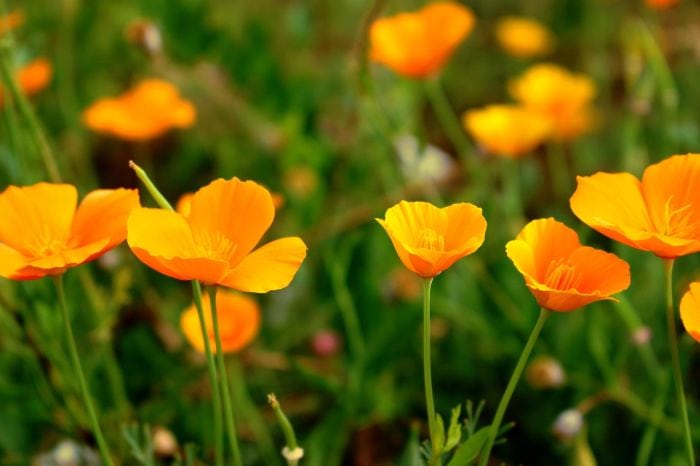 Cup Of Gold Flowers