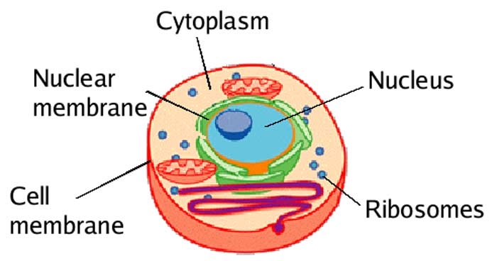 Cytoplasm in cell