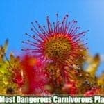 Carnivorous Plants