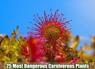 Carnivorous Plants