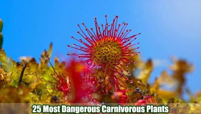 Carnivorous Plants