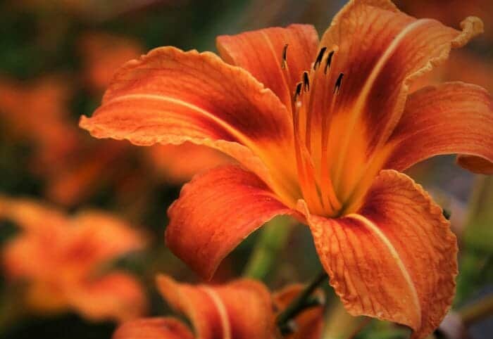 Daylily Flower