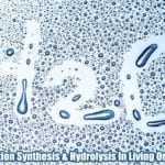 Dehydration Synthesis