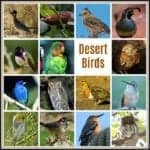 desert birds