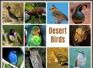 desert birds