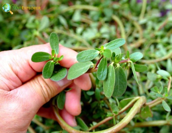 Desert Horse Purslane 