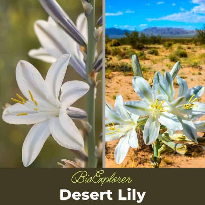 Desert Lily