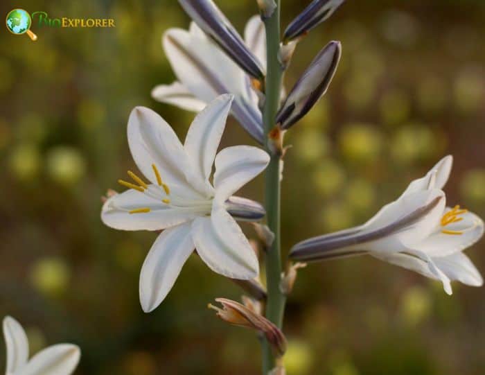 Desert Lily