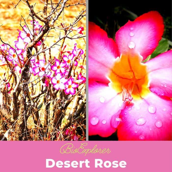 Desert Rose