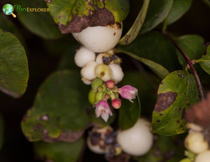 Desert Snowberry