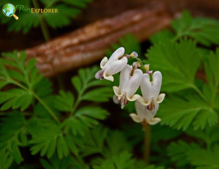 Dicentra Canadensis