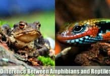 Difference Between Amphibians and Reptiles