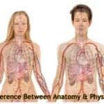 Difference Between Anatomy and Physiology