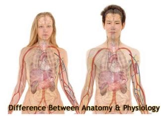 Difference Between Anatomy and Physiology