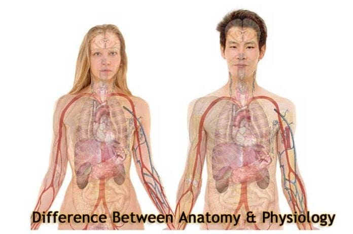 Difference Between Anatomy and Physiology