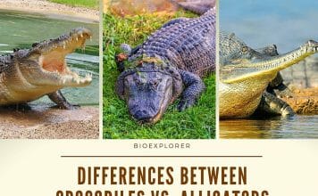 Differences Between Crocodiles and Alligators and Gharials