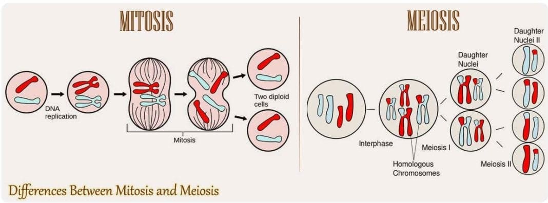 Difference Between Mitosis and Meiosis