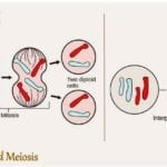 Difference Between Mitosis and Meiosis