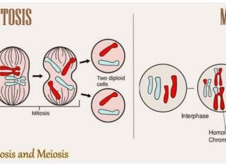 Difference Between Mitosis and Meiosis