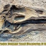 Dinosaur Fossil