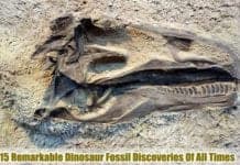 Dinosaur Fossil