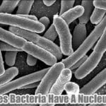 Do Bacteria Have Nucleus