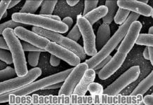 Do Bacteria Have Nucleus