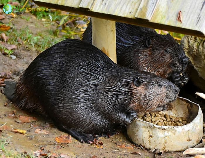 Do beavers eat fish?