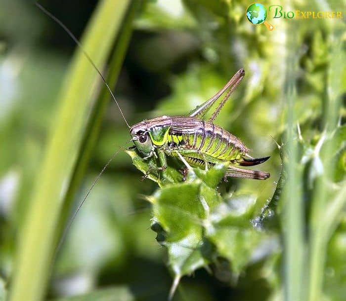 Do Crickets Eat Grasshoppers?