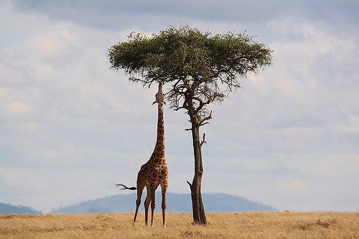 Do Giraffes Hunt