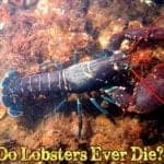 Do Lobsters Die?