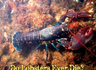 Do Lobsters Die?