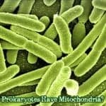 Do Prokaryotes Have Mitochondria?