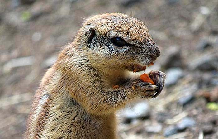 Do squirrels eat carrots?