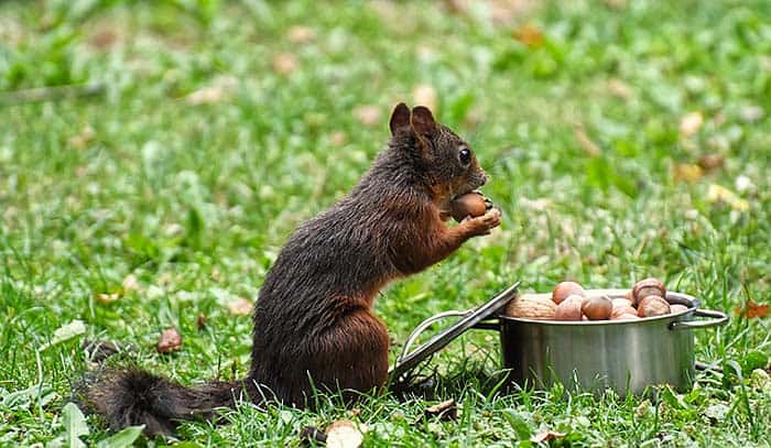 Do squirrels eat peanuts?